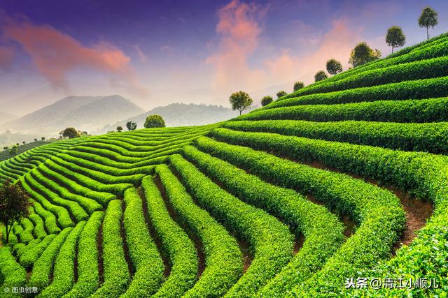 种植茶树赚钱吗_茶树怎么种植致富_致富茶树种植方法