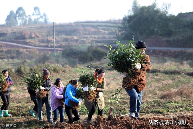 茶树怎么种植致富_种植茶树赚钱吗_致富茶树种植方法