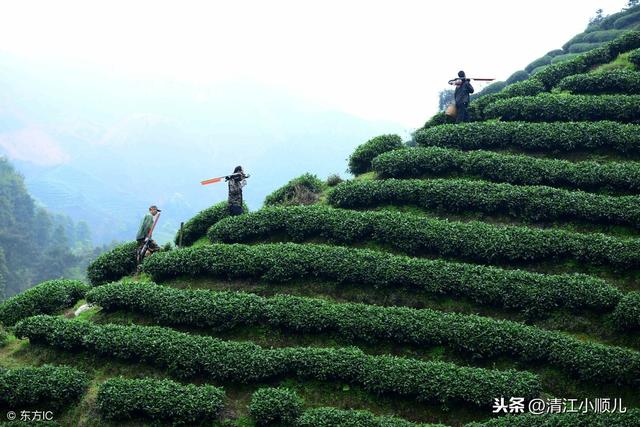 致富茶树种植方法_茶树怎么种植致富_种植茶树赚钱吗