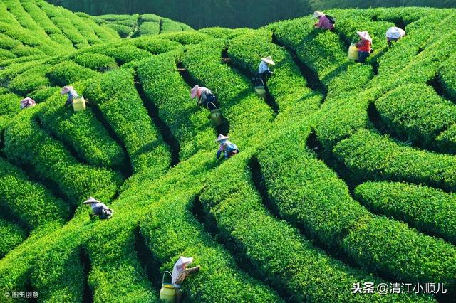 致富茶树种植方法_种植茶树赚钱吗_茶树怎么种植致富