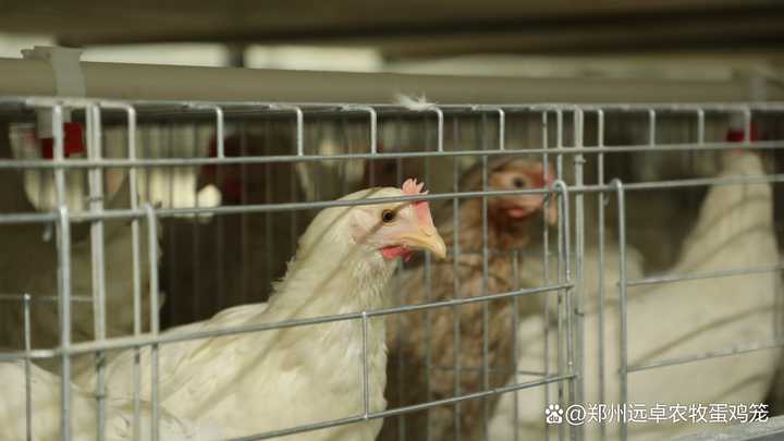 野鸡的养殖技术和管理_野鸡的养殖技术和管理_野鸡的养殖技术和管理