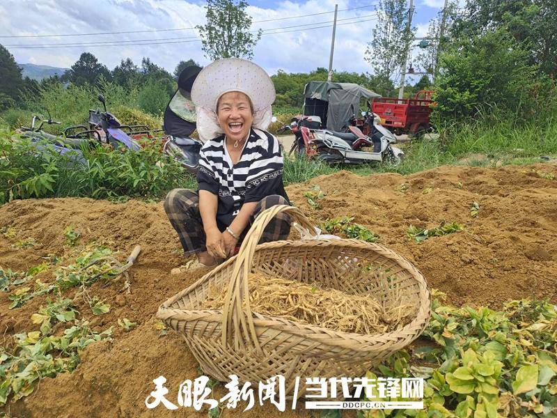 都匀：念好致富经 土地“参”黄金