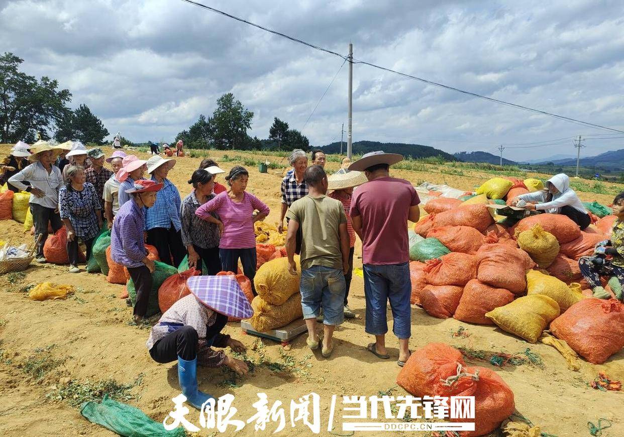 种太子参前景如何_太子参种植成为群众致富_太子参种植是骗局吗