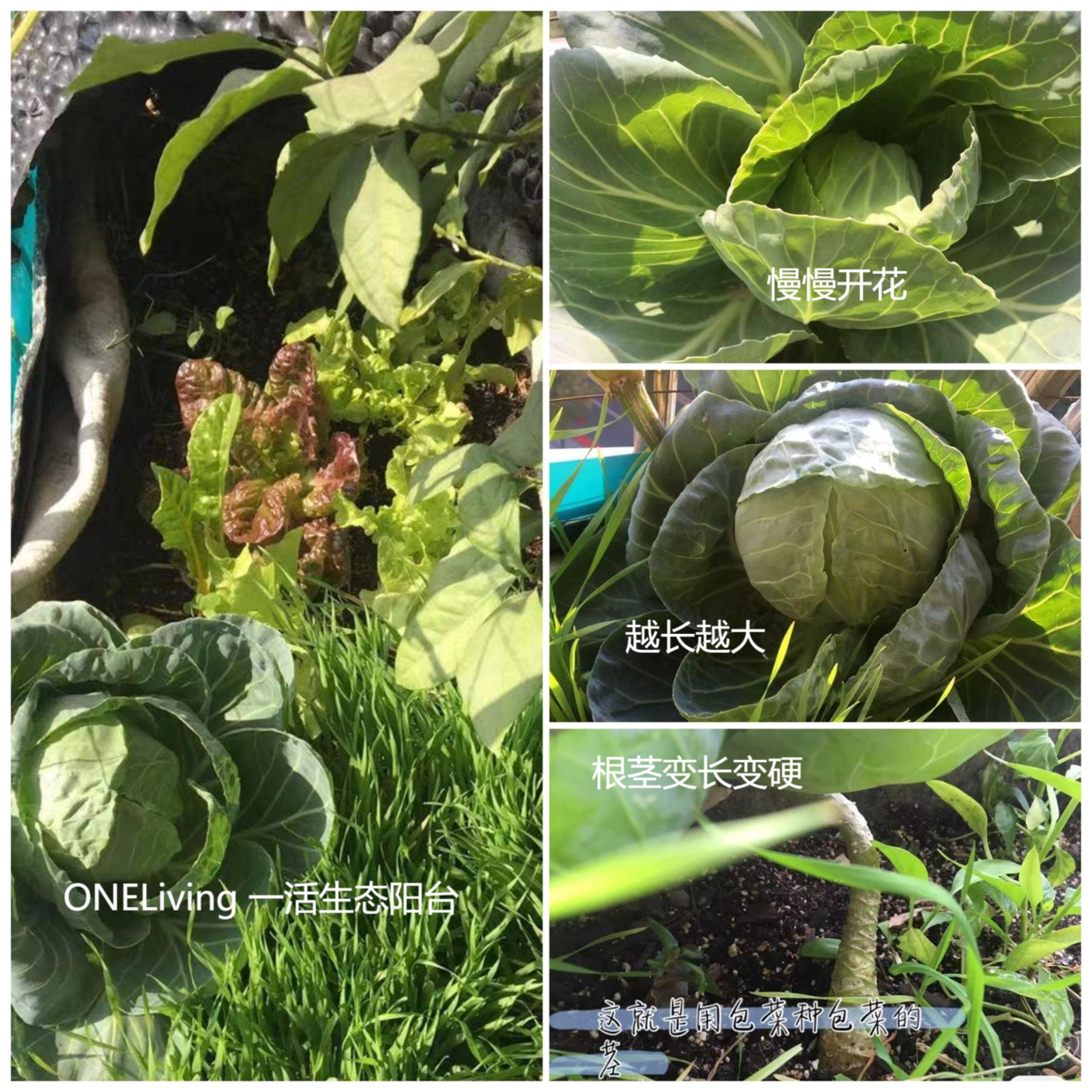 虫楼种植技术视频_虫楼种植技术视频_虫楼种植技术视频