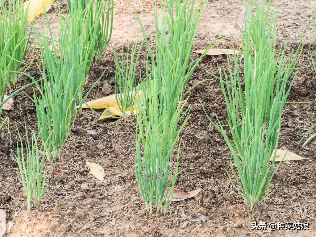 葱子种植小葱的正确方法_小葱子怎么种植技术_种植小葱子技术要点