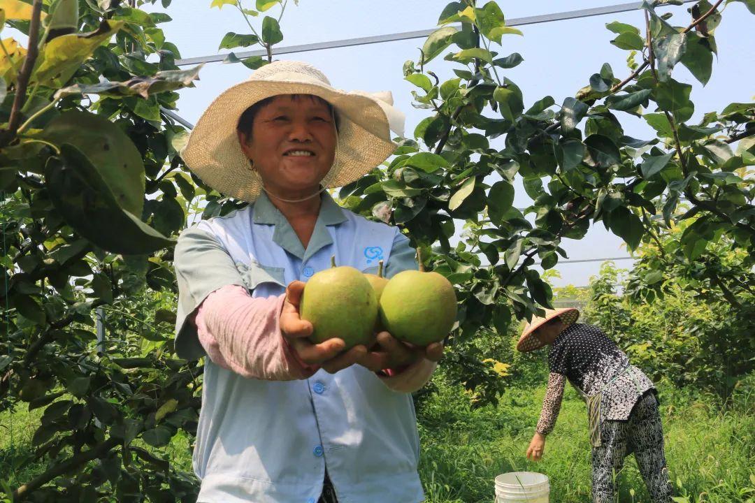 崇明翠冠梨：在危与机间择路前行