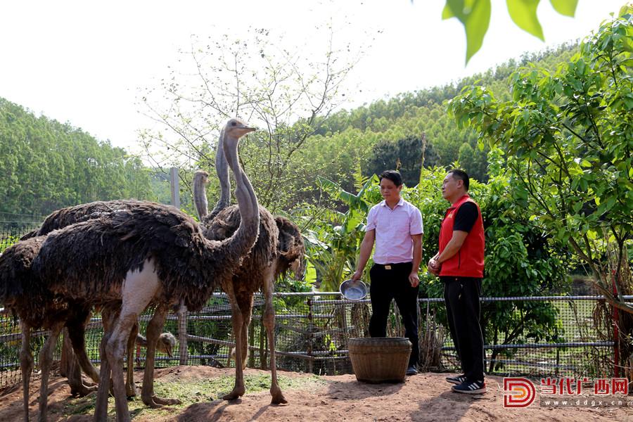 鸵鸟“奔”出致富路　特种养殖助振兴