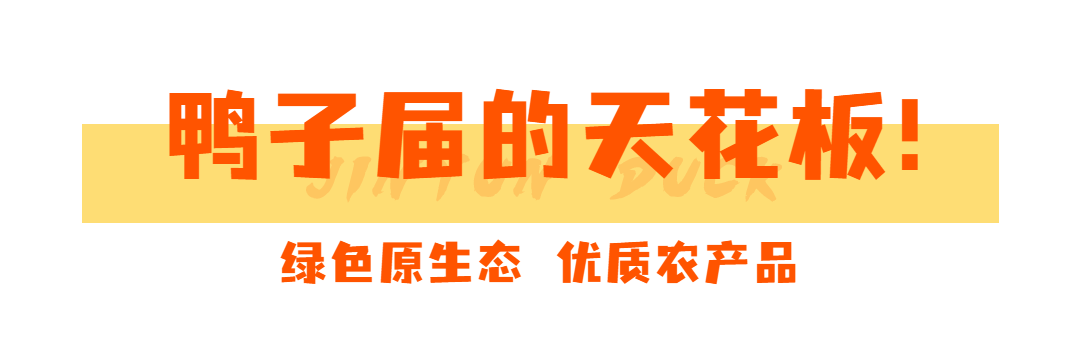 养鸭致富经视频_致富经养鸭子_鸭子养殖致富记