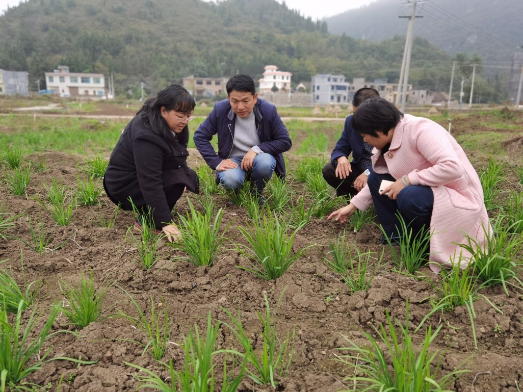 秋季韭菜种植技术_秋季韭菜种植技术视频_秋季韭菜种植技术与管理