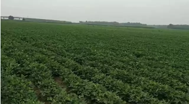 花生种植如何致富_花生致富种植技术视频_花生致富种植视频