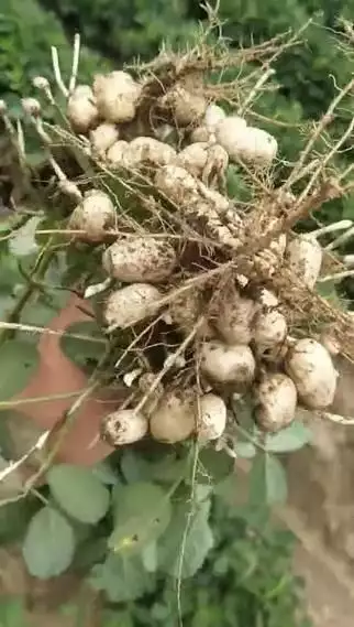 花生种植如何致富_花生致富种植技术视频_花生致富种植视频