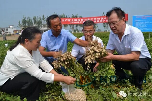 花生种植如何致富_花生种植如何致富_花生种植如何致富