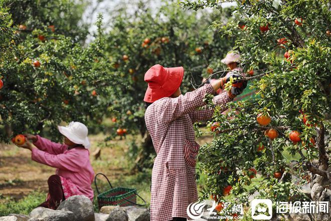 国外种植致富_国外种植技术_国外致富项目