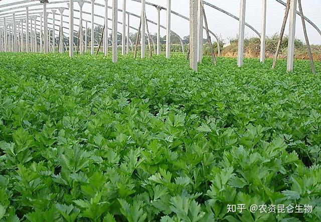 芹菜苗期追施什么肥料好？芹菜中期用什么肥料好？芹菜叶面肥用昆仑风