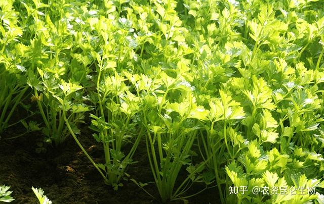 夏季芹菜种植致富_夏季芹菜种植致富_夏季芹菜种植致富