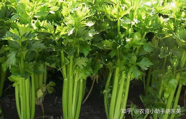 大棚芹菜底肥用什么好？芹菜增产用什么肥效果好？芹菜专用肥料矿源黄腐酸钾黑金晶！