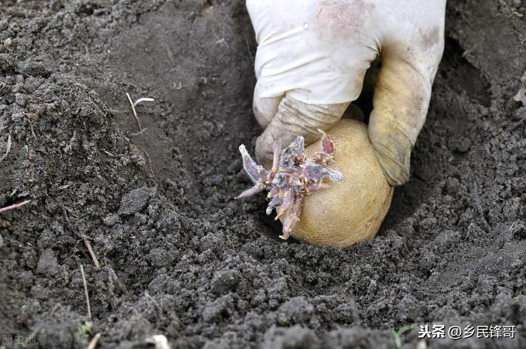 致富经土豆种植视频_土豆种植视频每日农经_视频致富土豆种植教程