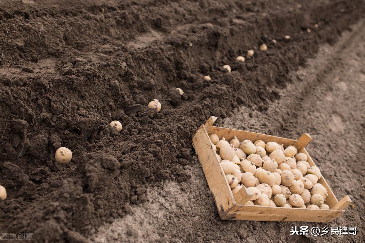 土豆种植视频每日农经_致富经土豆种植视频_视频致富土豆种植教程