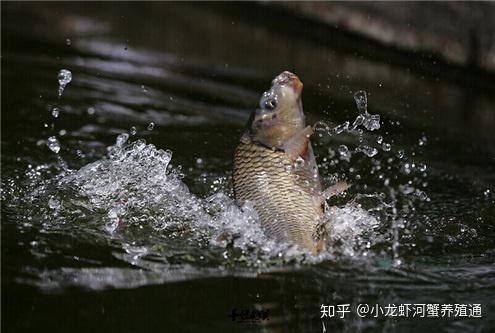 小的海水缸_小型海水缸神仙鱼致富经_适合小缸饲养的海水鱼