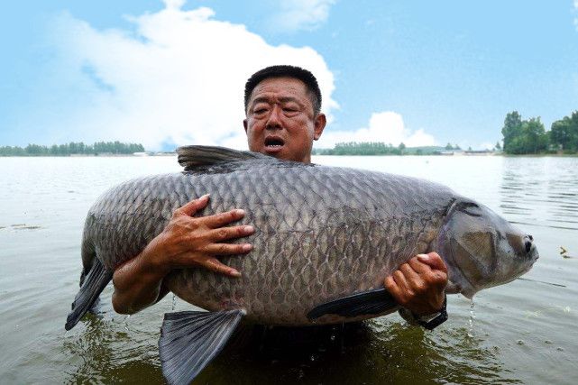 鳙鱼养殖技术_土豆_土豆怎么做鲢鳙饵料_土豆钓鲢鳙