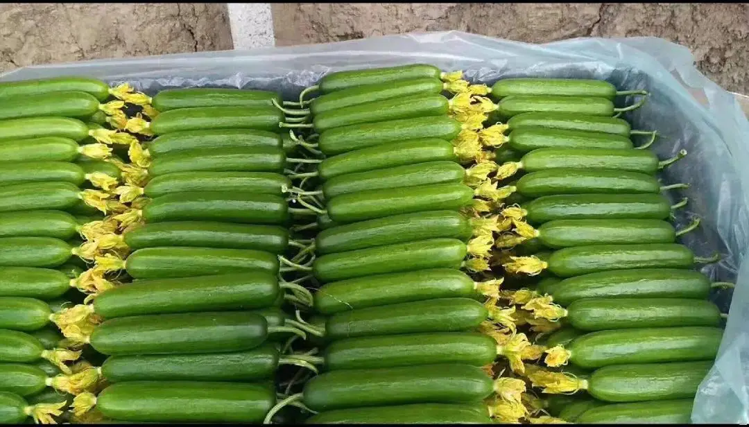 农业种植致富项目西瓜_西瓜种植致富项目_致富西瓜种植项目怎么样