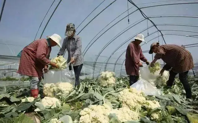 致富西瓜种植项目怎么样_农业种植致富项目西瓜_西瓜种植致富项目