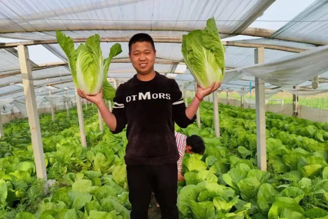 西瓜种植致富项目_农业种植致富项目西瓜_致富西瓜种植项目怎么样