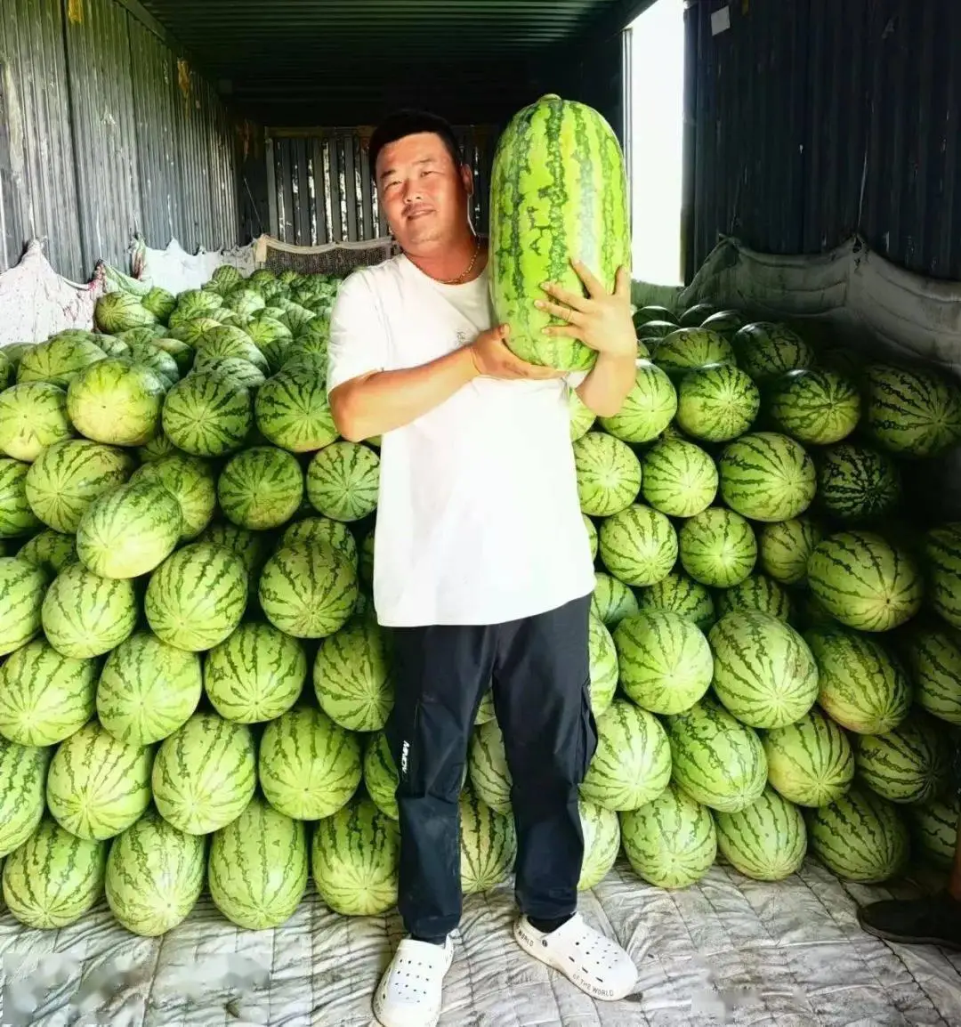 农业种植致富项目西瓜_致富西瓜种植项目怎么样_西瓜种植致富项目