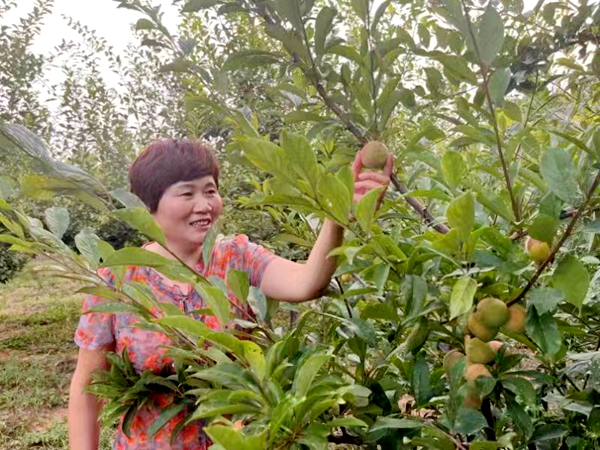 李子熟了，日子甜了！河南禹州特色种植带动群众增收致富