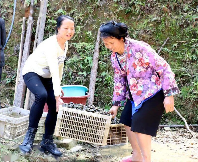 莲藕田套养什么好_致富经莲藕套养田螺_莲藕与田螺混养水要多深