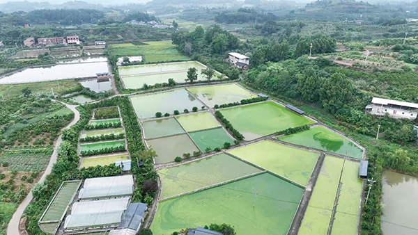 2021年龟鳖养殖前景_龟鳖养殖技术图片_养殖乌龟图片