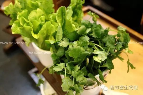 石香菜种植技术_石香菜种植技术视频_石香菜的种植