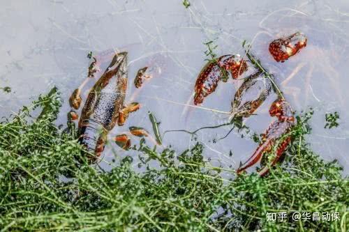 龙虾养殖技术增氧视频_大规模小龙虾养殖用什么增氧机_龙虾养殖技术增氧