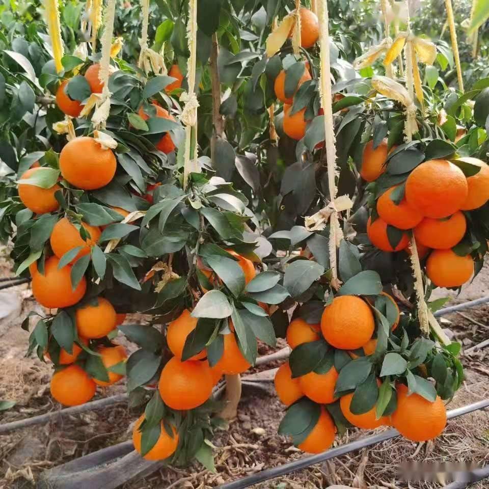 日本南瓜大棚种植技术_大棚日本南瓜的栽培技术_曰本南瓜种植