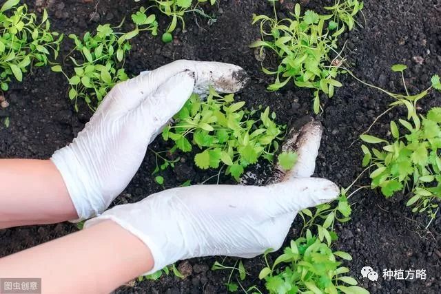 石香菜种植技术_石香菜种植技术视频_石香菜的种植