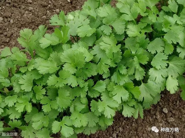 石香菜种植技术_石香菜种植技术视频_石香菜的种植