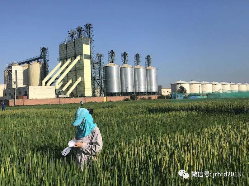 致富经大棚种植水稻_水稻大棚育秧技术_水稻大棚种植技术