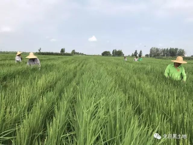 水稻大棚种植技术_致富经大棚种植水稻_水稻大棚育秧技术