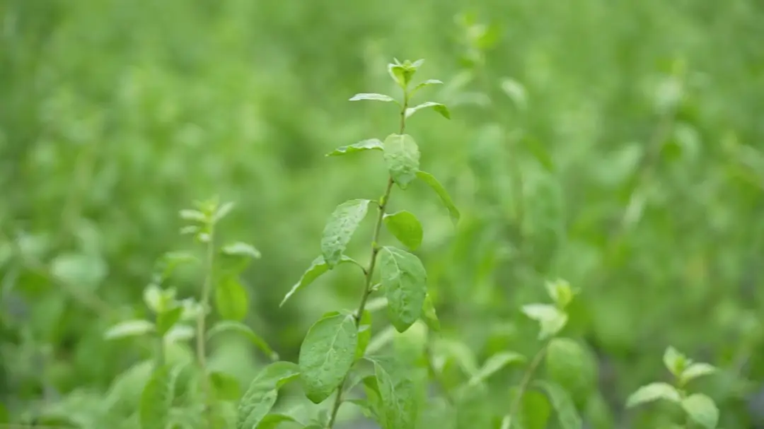 种植致富的文案_种植致富案例_致富的文案