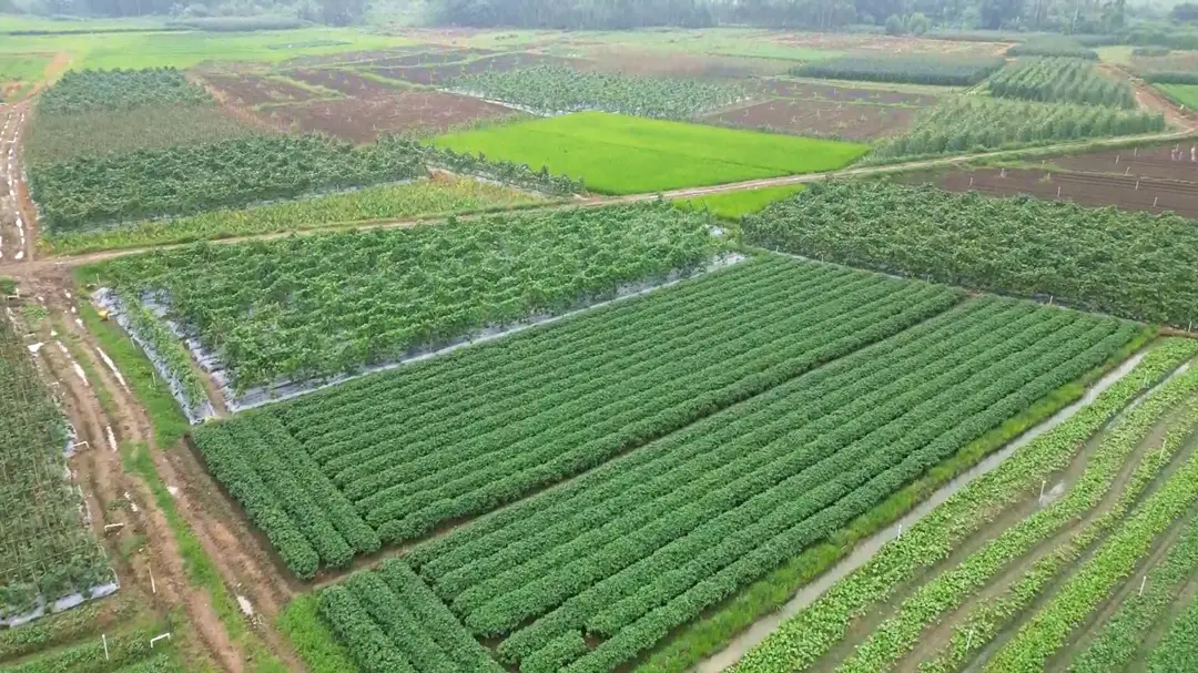 种植致富案例_致富的文案_种植致富的文案