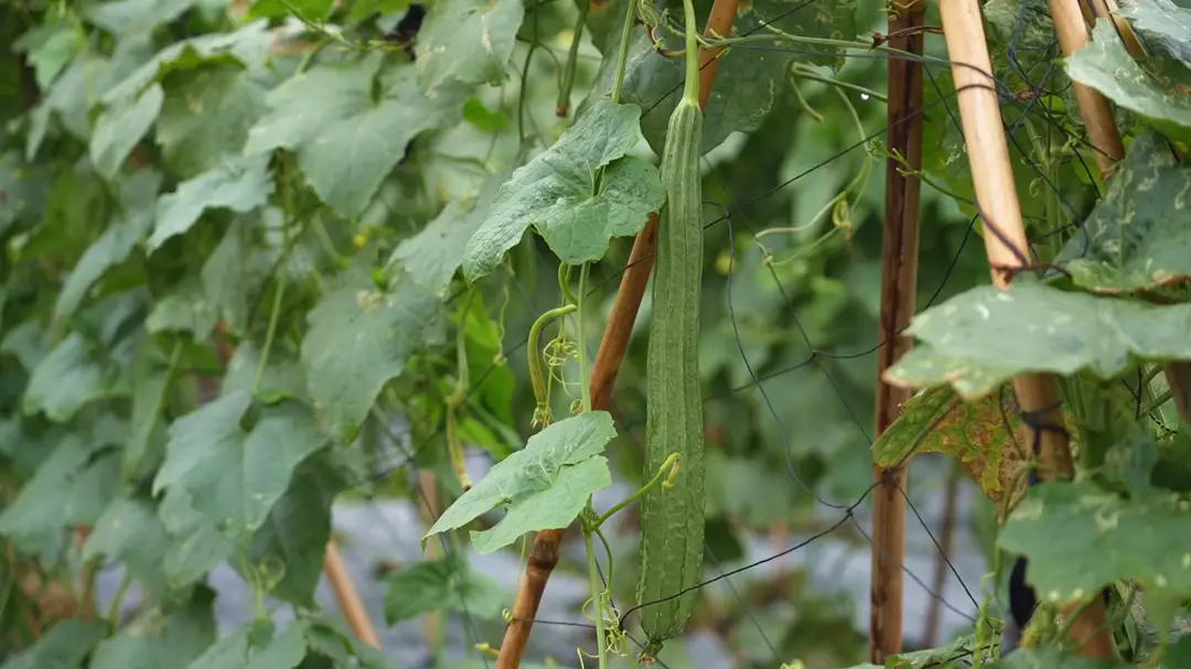 致富的文案_种植致富案例_种植致富的文案