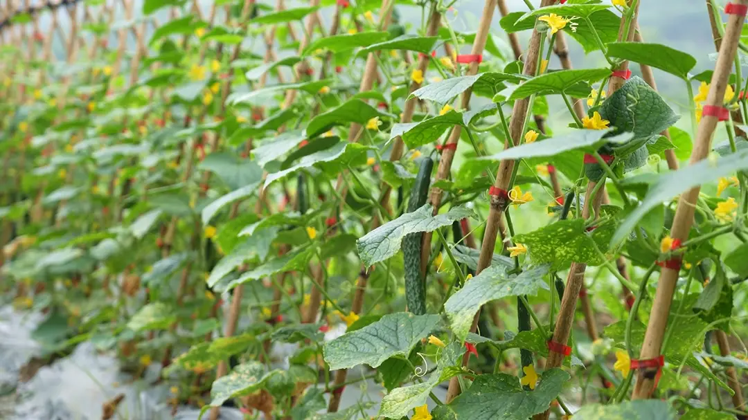 致富的文案_种植致富案例_种植致富的文案