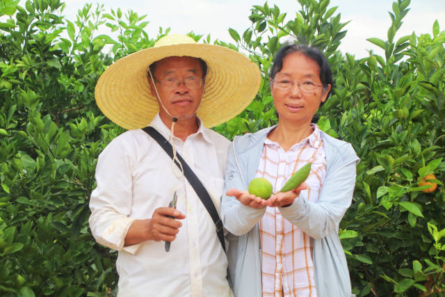 致富种植农业柑桔视频_种植柑橘赚钱吗_农业种植柑桔致富