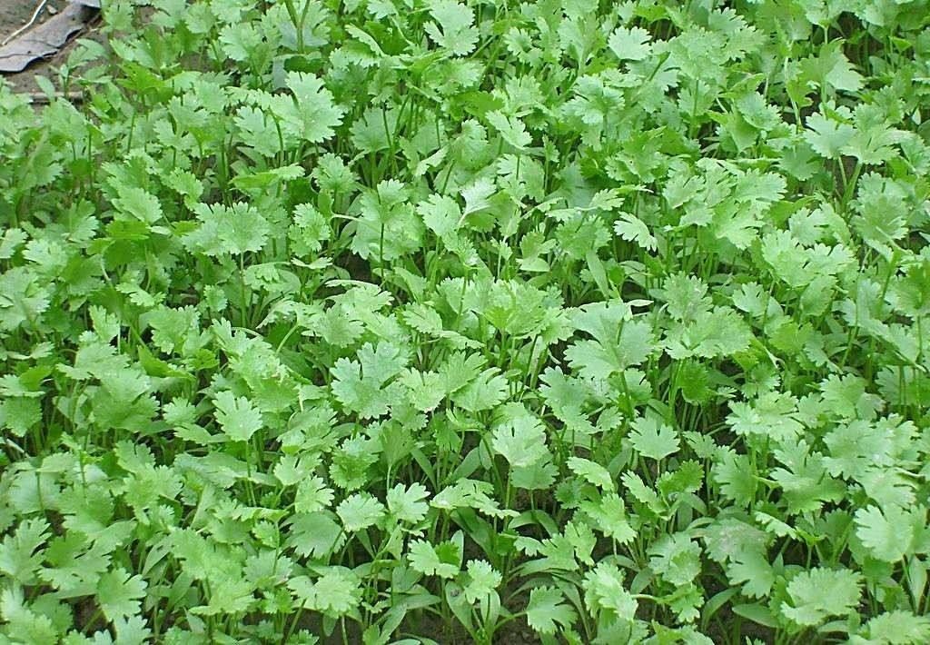 石香菜种植技术_石香菜的种植_石香菜种植技术要点