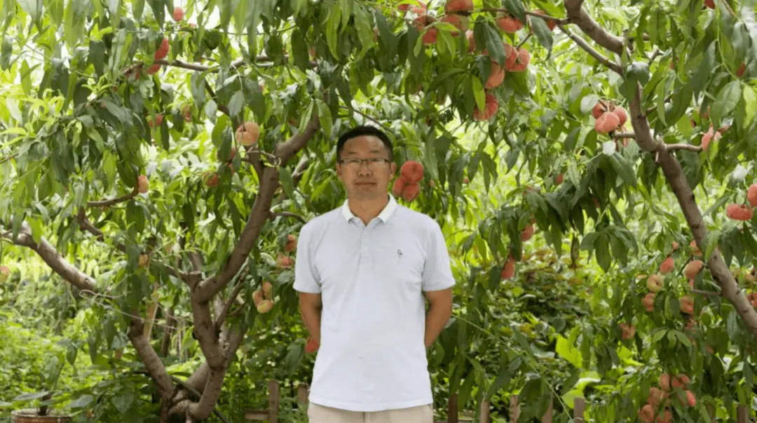 致富经种桃树视频_致富经扁桃种植_致富经种植桃子