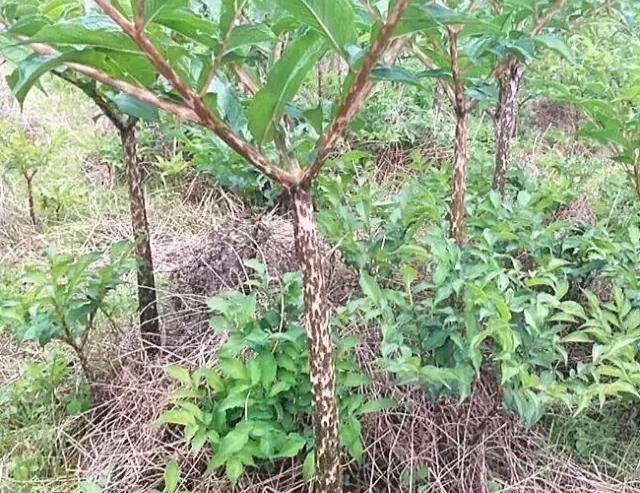 致富新手种植项目是什么_种植新手致富项目_致富种植什么比较赚大钱