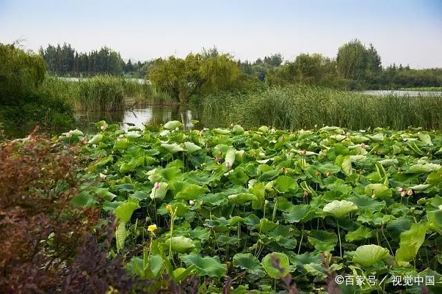 浅水藕种植视频_致富经浅水藕的种植技术_莲藕种植致富