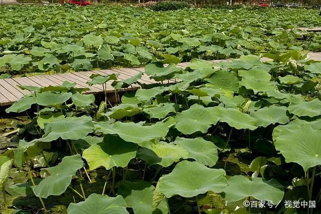 莲藕种植致富_浅水藕种植视频_致富经浅水藕的种植技术