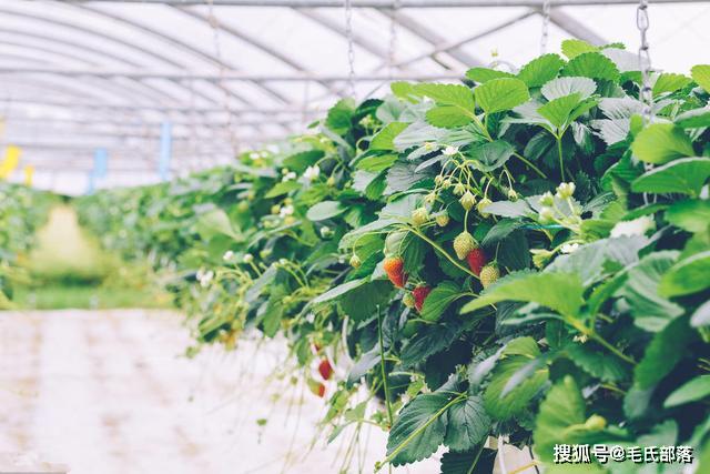 草莓种植技术｜草莓无土栽培的基质和栽培方式