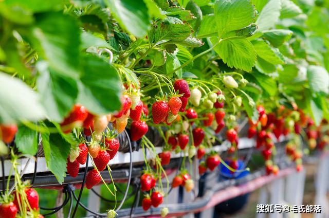 种植土草莓无技术措施_无土草莓种植技术_种植草莓的土